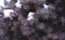 Concolor Fir needles
