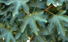 Hedge Maple leaves