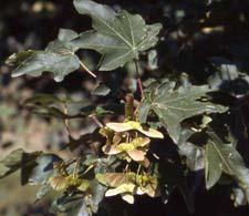 Hedge Maple fruit