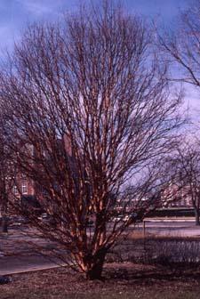 Paperbark Maple winter form