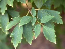 Paperbark Maple leaves