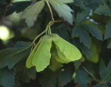 Paperbark Maple fruit