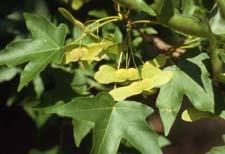 Miyabe Maple leaves and fruit