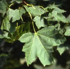 Norway Maple leaves