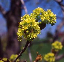 Norway Maple flowers