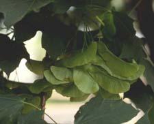 Norway Maple fruit