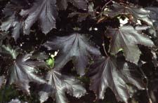 Leaves of the 'Crimson King' cultivar of Norway Maple