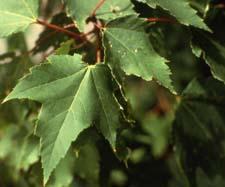 Red Maple leaves
