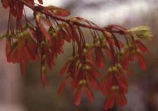 Red Maple fruit