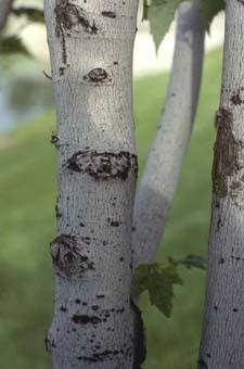 Red Maple bark