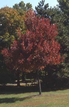 Red Maple fall color