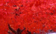 Red Maple fall color