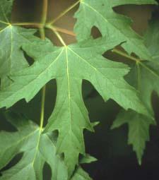 Silver Maple leaves