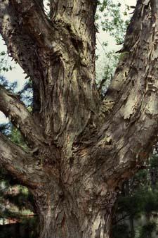 Silver Maple bark