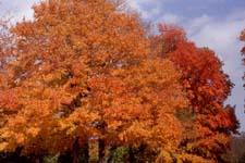 Sugar Maple fall color