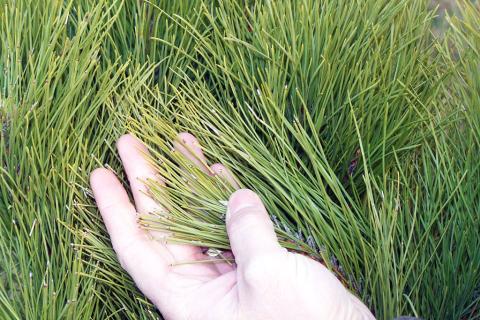 Dothistroma needle blight - advanced symptoms with missing needle tips.