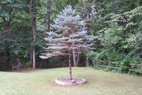Rhizospaera needle cast of blue spruce (normally affects much older trees).