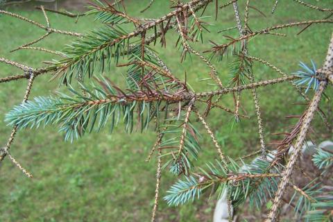 Rhizospaera needle cast of blue spruce.