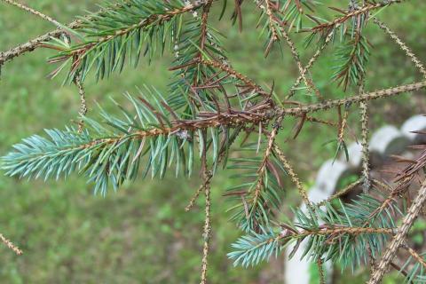 Rhizospaera needle cast of blue spruce.