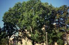 Bur Oak form