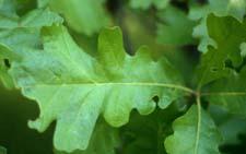 Bur Oak leaves