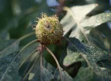 Bur Oak fruit (acorns)