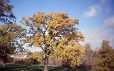 Bur Oak fall color