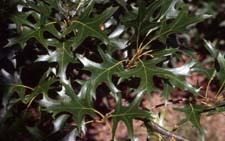 Pin Oak leaves