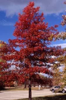 Pin Oak fall color