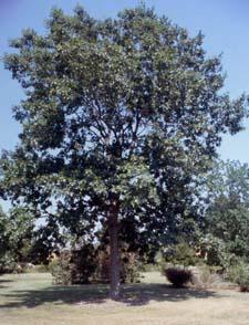 Red Oak form