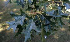 Black Oak leaves