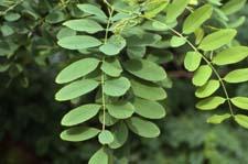 Black Locust leaves