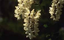 Black Locust flowers