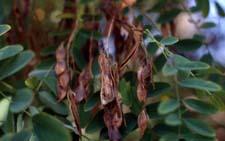 Black Locust fruit
