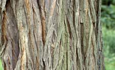 Black Locust bark
