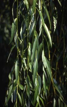 Leaves of 'Tristis', a cultivar of White Willow