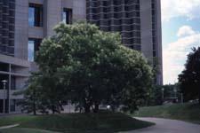 Japanese Pagodatree form