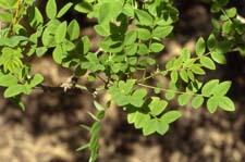 Japanese Pagodatree leaves