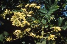 Japanese Pagodatree flowers
