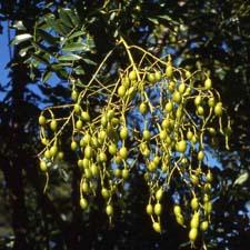 Japanese Pagodatree fruit