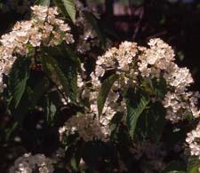 Korean Mountainash flowers