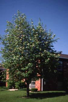 European Mountainash form