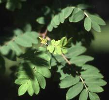 European Mountainash leaves