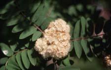 European Mountainash flowers