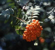 European Mountainash fruit