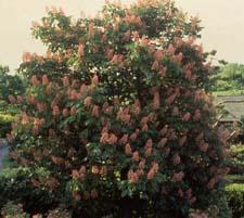Red Horsechestnut in flower