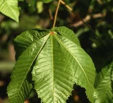 Red Horsechestnut leaf