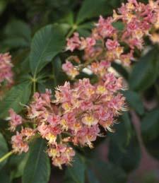 Red Horsechestnut flowers