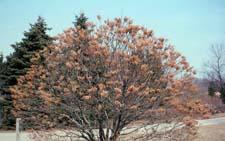 Japanese Tree Lilac form in winter