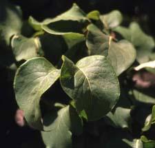 Japanese Tree Lilac leaves